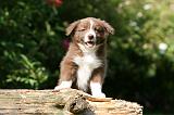 BORDER COLLIE 1271